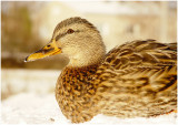 F05631 duck