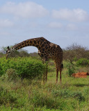 104 Ashley Amboseli Oltukai Day Two Giraffe.jpg