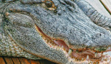 GATOR-PORTRAIT.jpg