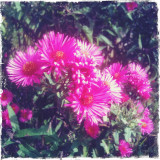 Blooming Aster