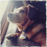 Autumn the Dog 
