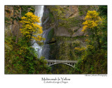 Multnomah In Yellow.jpg