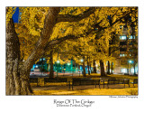 Reign Of The Ginkgo.jpg