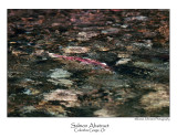 Salmon Abstract.jpg