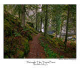 Through The Trees Pano.jpg