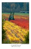 Colorfull Harvest.jpg