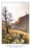 Smith Rock Through The Junipers.jpg