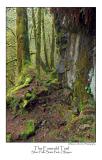 The Emerald Trail.jpg