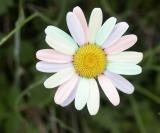 Rainbow Daisy.jpg