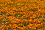 California poppy field