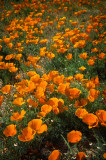 California poppy flowers