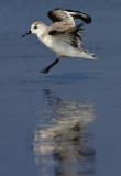 Sanderling landing