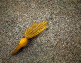 Seaweed pod on the beach