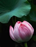 Lotus flower after a summer rain (Ueno Garden, Tokyo)