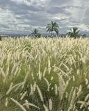 Tall grass at Waikoloa