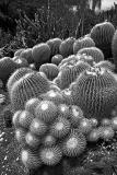 Cacti colony
