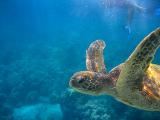 Gracefully swimming green sea turtle