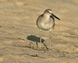 Marbled godwit at Zuma Beach