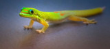 Baby gecko posing