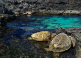 Turtles resting at Kiholo Bay