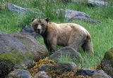 Grizzly Bears of Knight Inlet  - July 2006