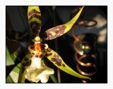 orchid & orb