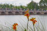 Flowers and Generation Gap Bridge