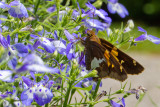 Butterfly and Flowers