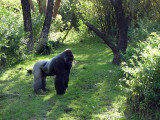 Lone Gorilla