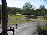 Rhino Herd