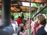 Whirlwind Jungle Cruise