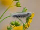 Caterpillar 6228