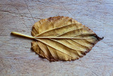 Leaf #2