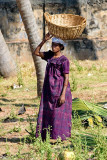 Woman Collecting Coconuts