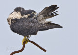 Peregrine Falcon