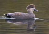 The Gadwall Duck