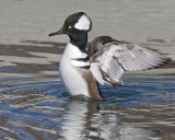 Hooded Merganser Male