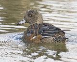 American Widgeon Female
