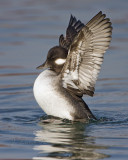 Bufflehead Female