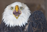 Bald Eagle (cap)