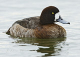 Female Scaup
