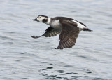 Female long-tailed Duck