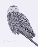 Snowy Owl