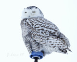 Snowy Owl