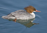 Female Common Merganser