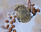 White-winged Crossbill