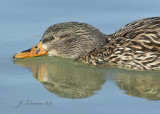 Female Mallard Duck