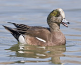 American Widgeon Male