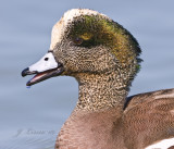 American Widgeon Male