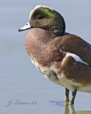 American Widgeon Male